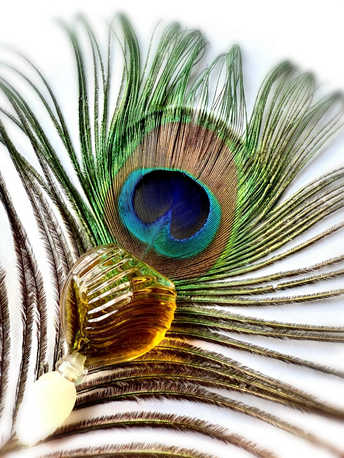 Ted Lapidus Creation