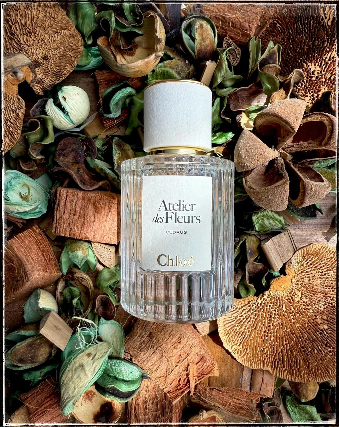 Chloe Atelier Des Fleurs Cedrus