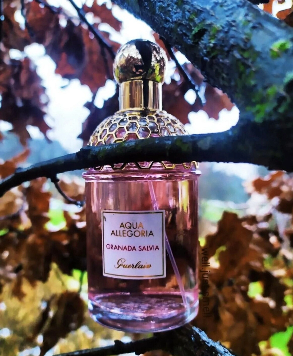 Guerlain Aqua Allegoria Granada Salvia