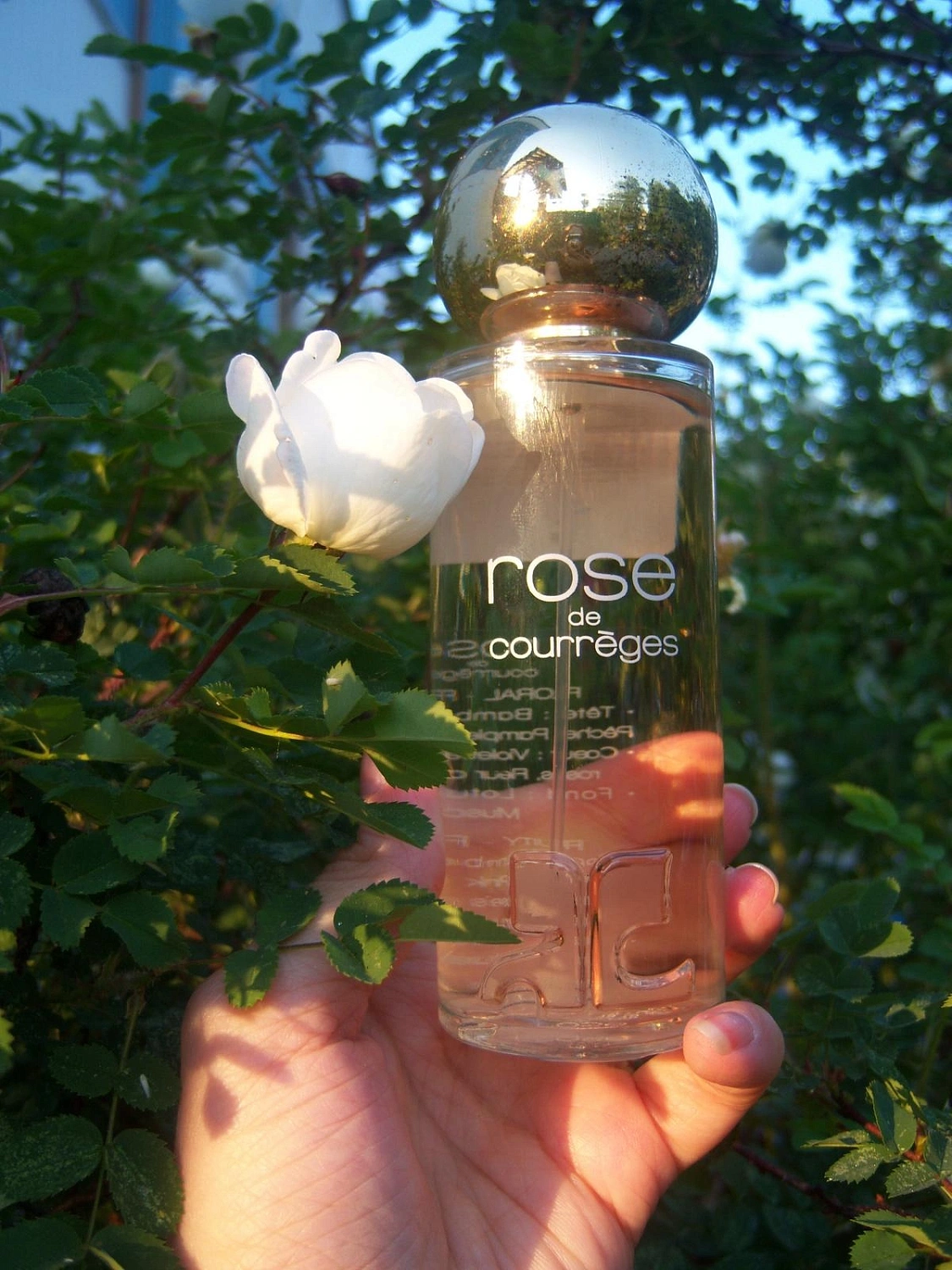 Rose de Courreges Rose de Courreges