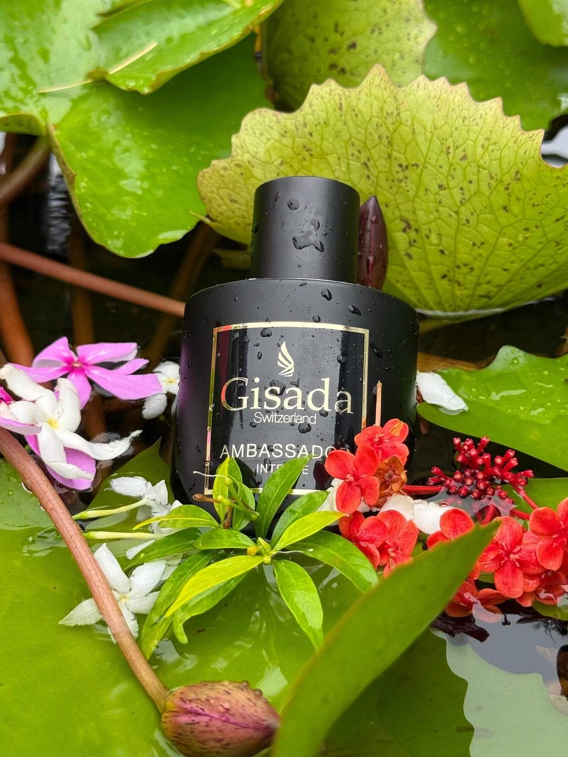 Gisada Ambassador Intense