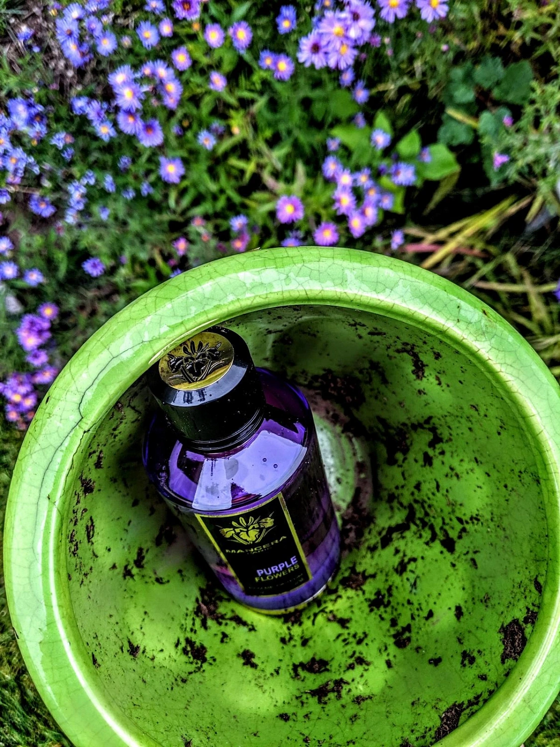 Mancera Purple Flowers