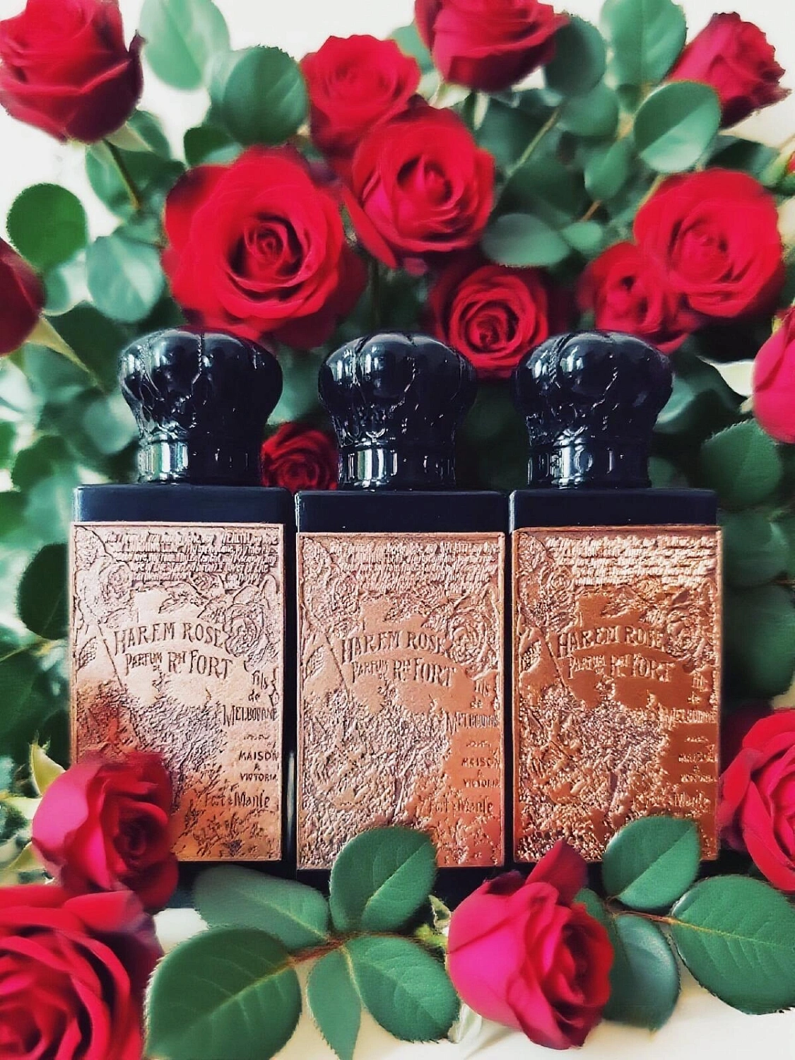 Fort & Manle Harem Rose