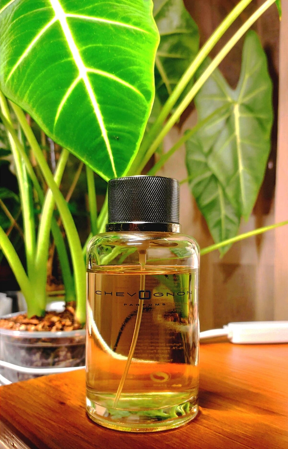 Chevignon Perfumes Chevignon Perfumes