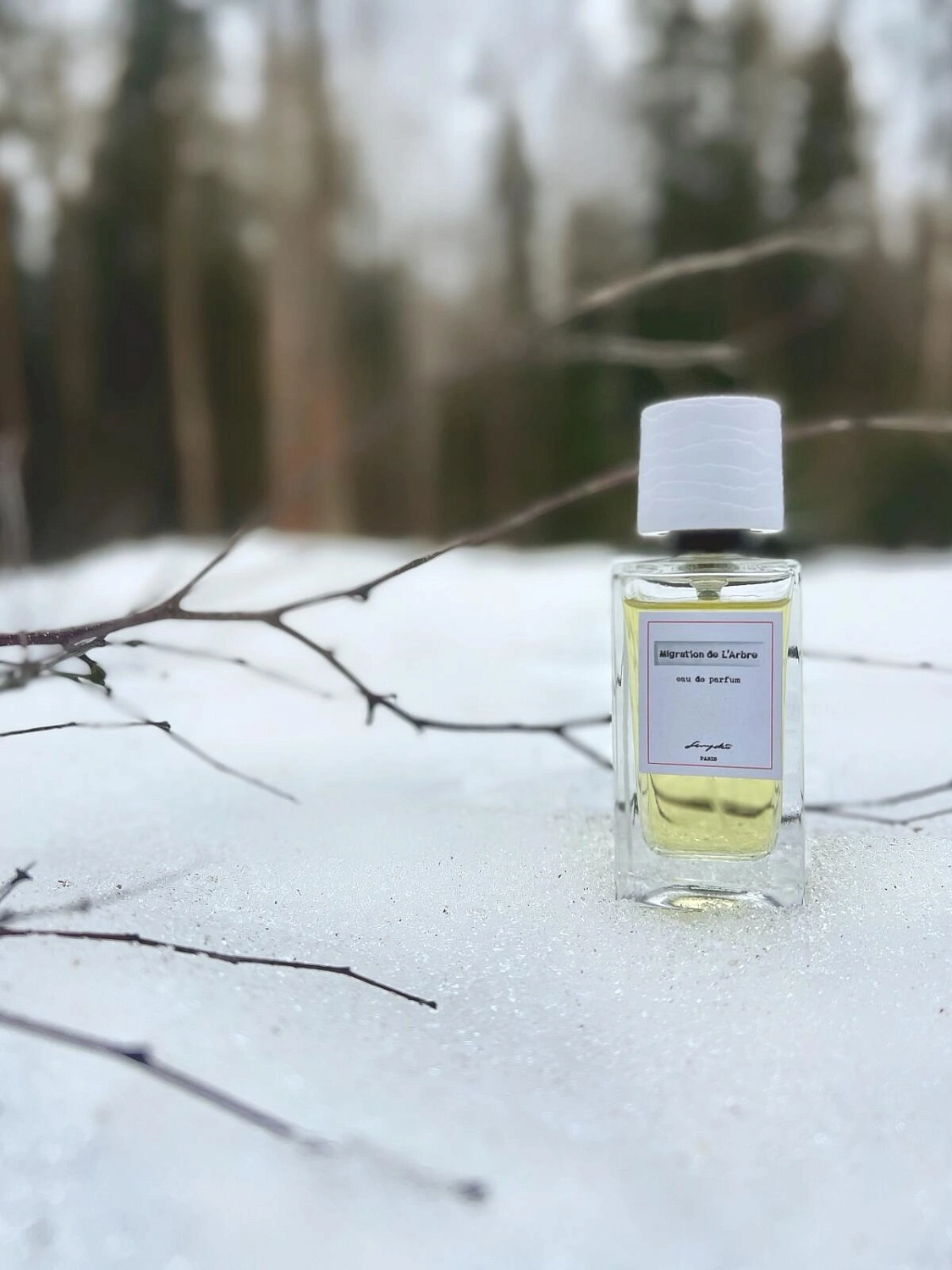 Senyoko Migration de L'Arbre