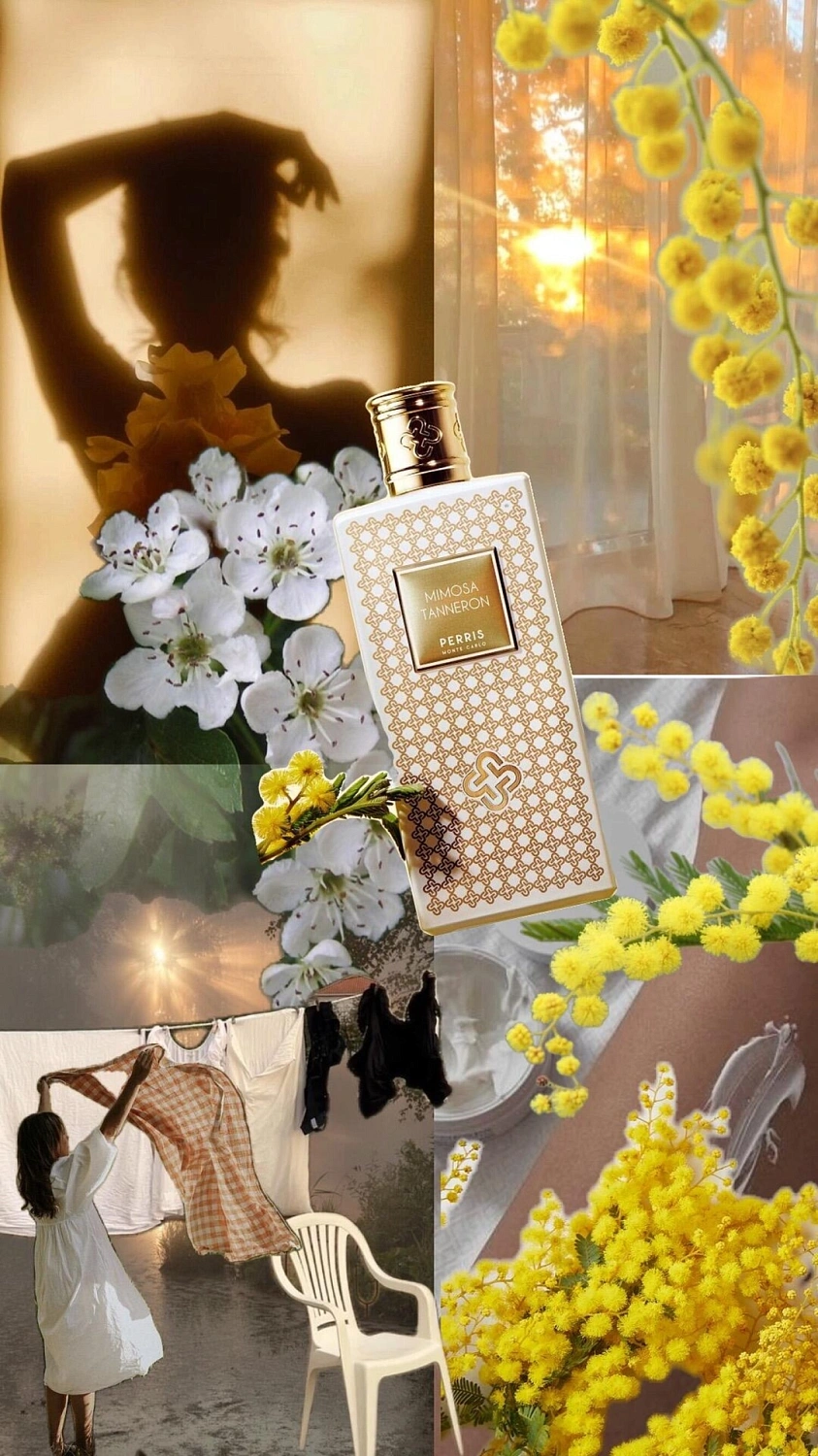 Perris Monte Carlo Mimosa Tanneron
