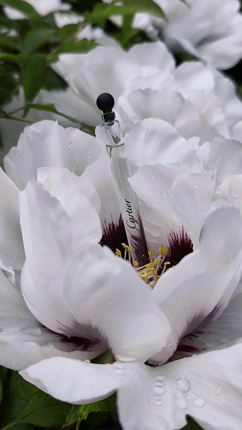 Cartier L'Heure Diaphane VIII