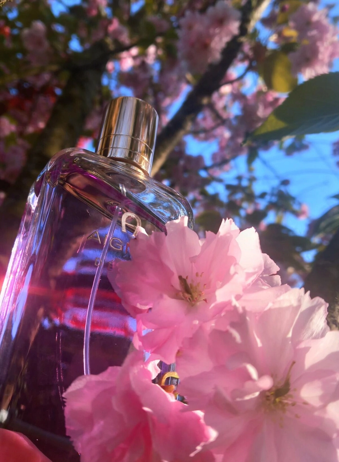 Aigner Debut Aigner Debut