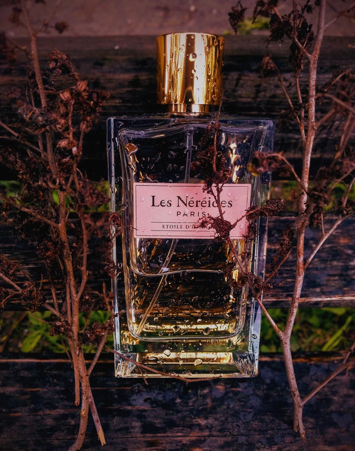 Les Nereides Etoile d'Oranger Les Nereides Etoile d'Oranger
