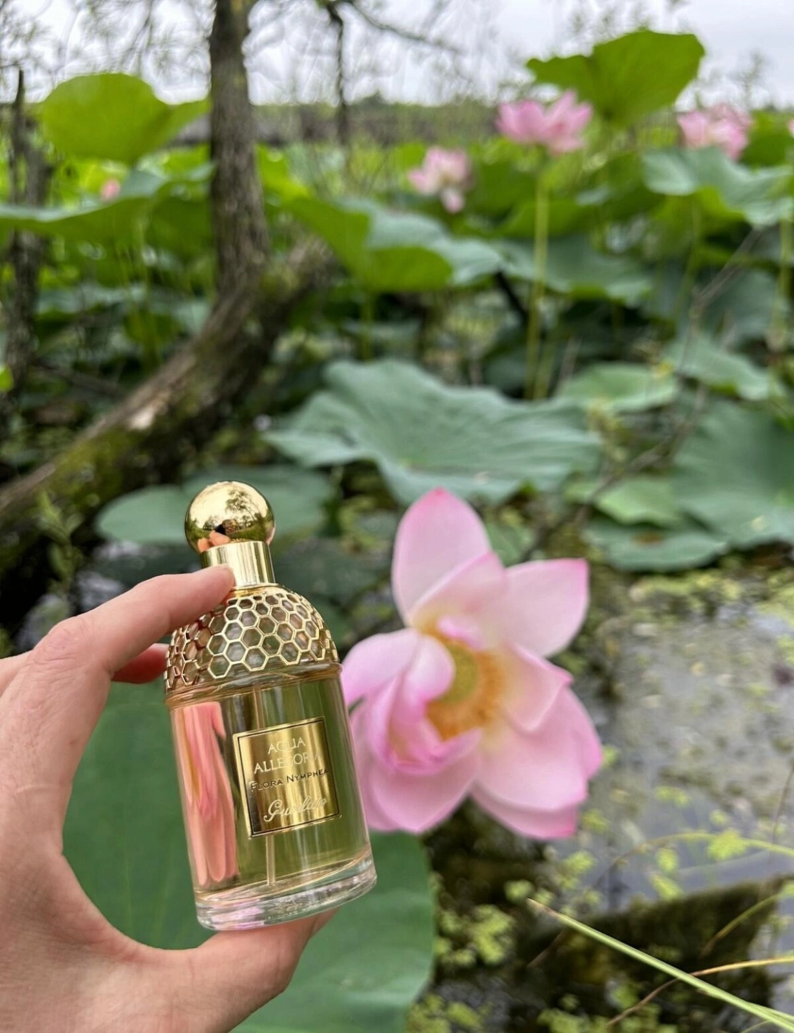 Guerlain Aqua Allegoria Flora Nymphea Guerlain Aqua Allegoria Flora Nymphea