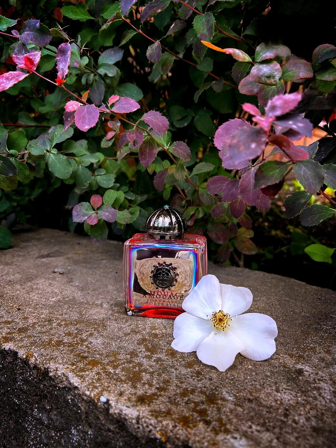 Amouage Portrayal Woman