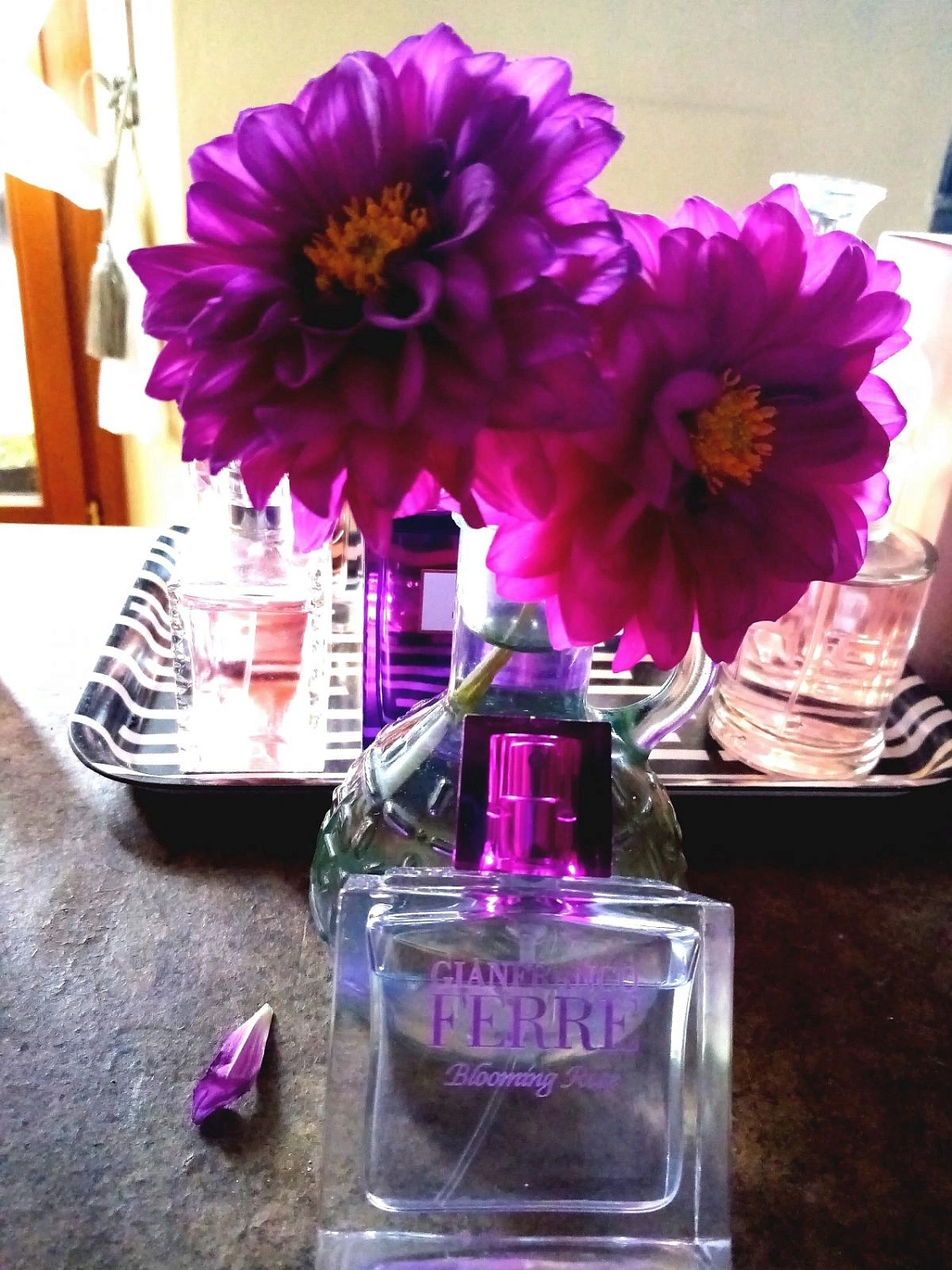 GF Ferre Blooming Rose