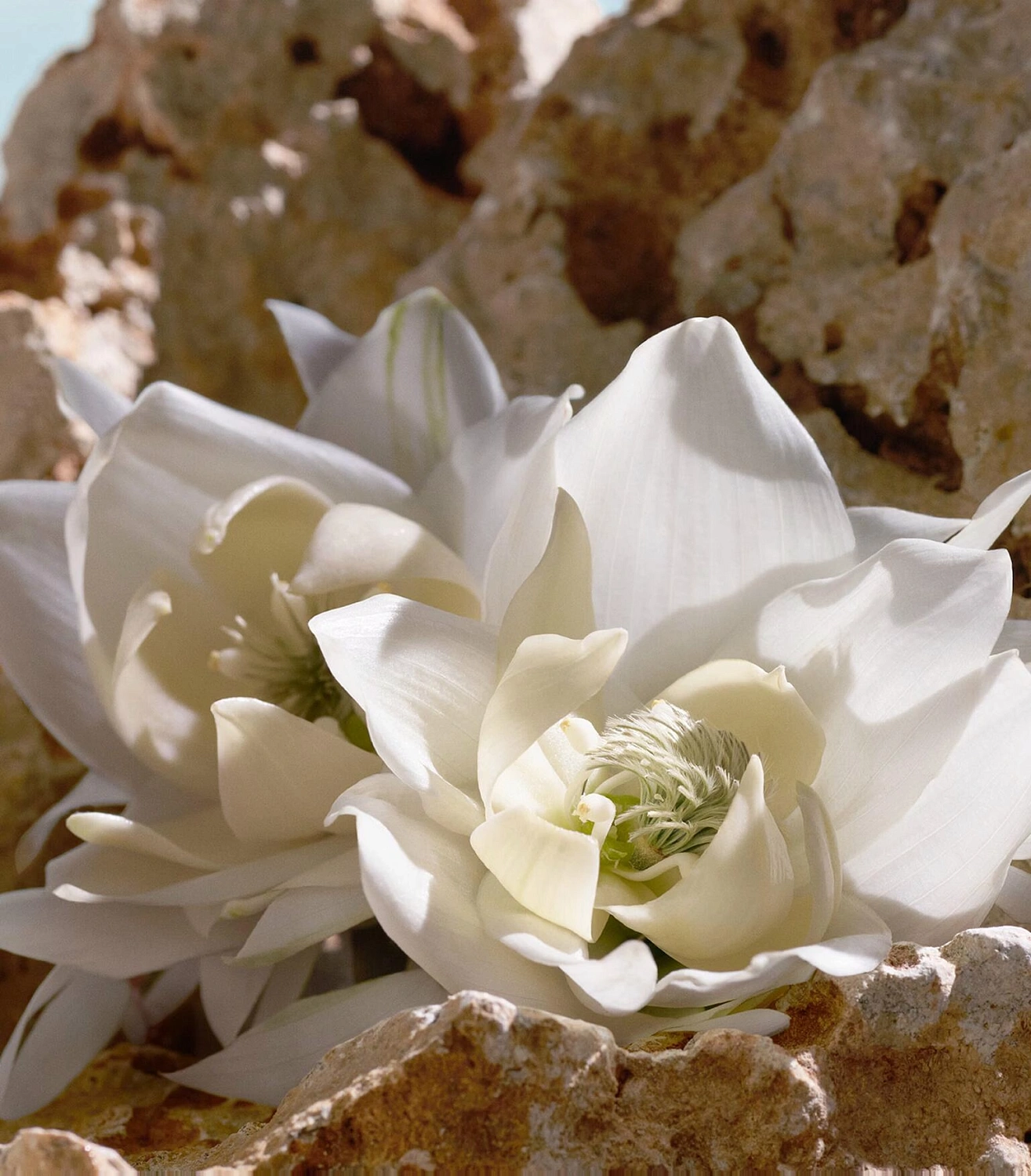 Q by Dolce & Gabbana Elixir