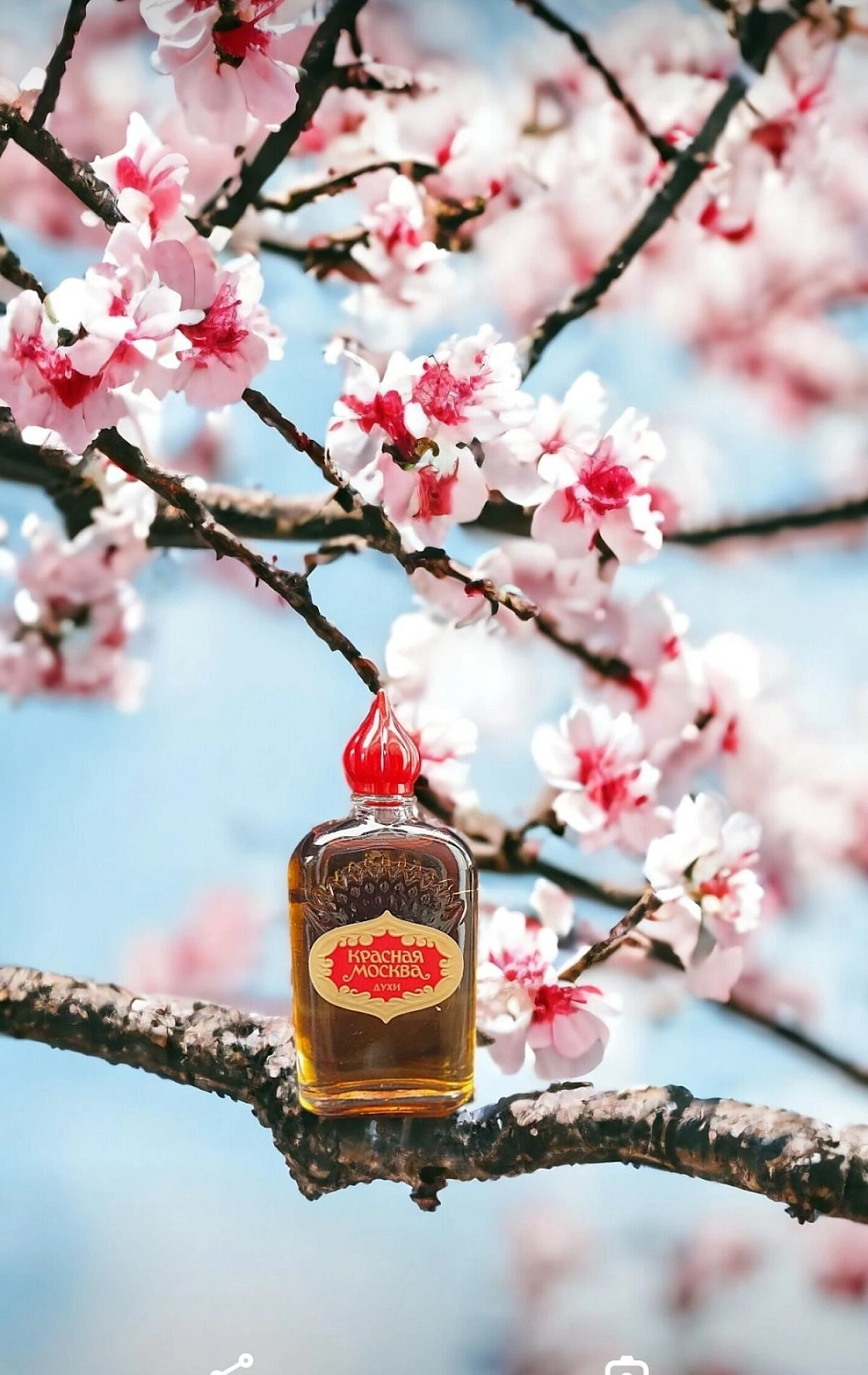 Novaya Zarya (Новая Заря) Красная Москва