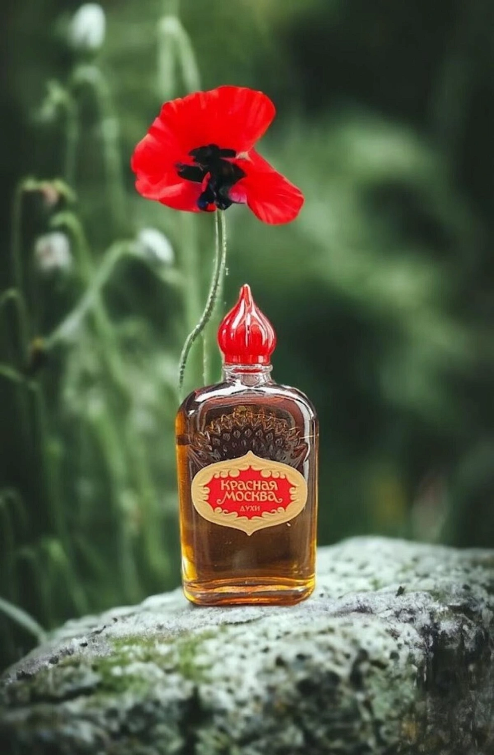 Novaya Zarya (Новая Заря) Красная Москва