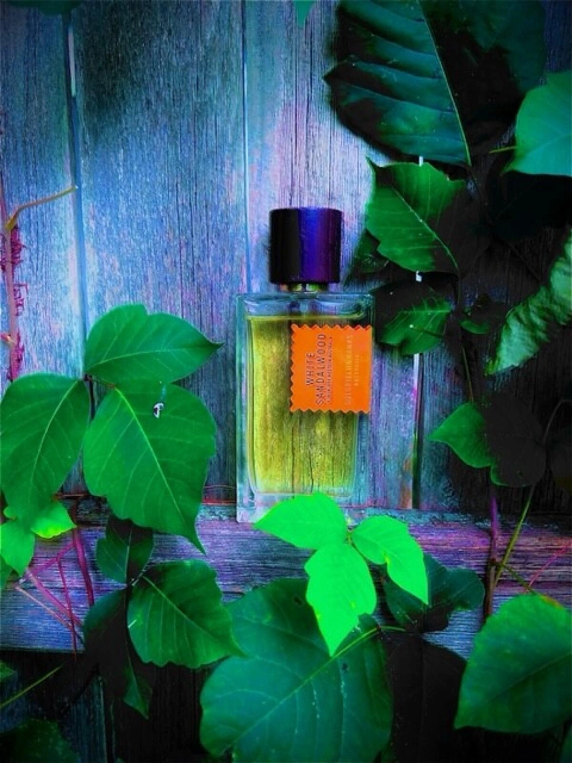 Goldfield & Banks Australia White Sandalwood