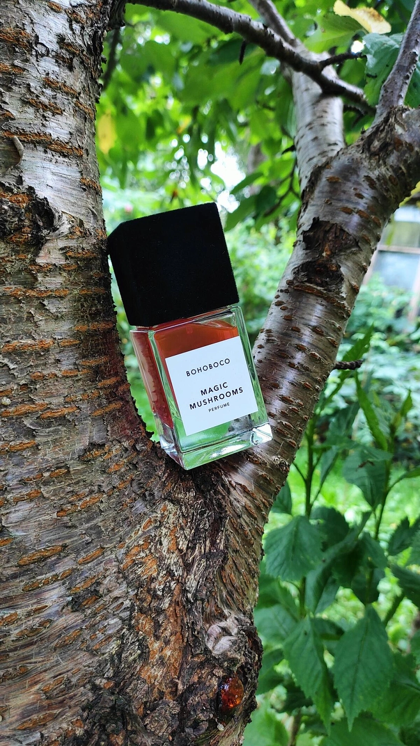 Bohoboco Magic Mushrooms