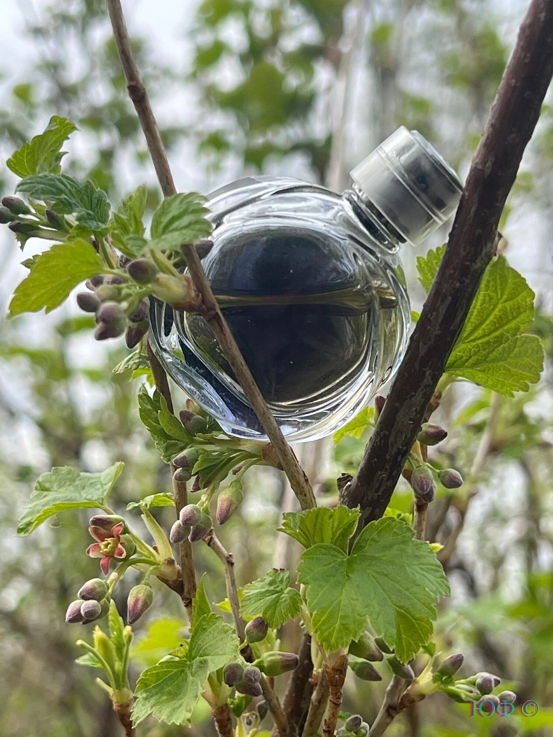 Loewe Quizas Eau de Toilette