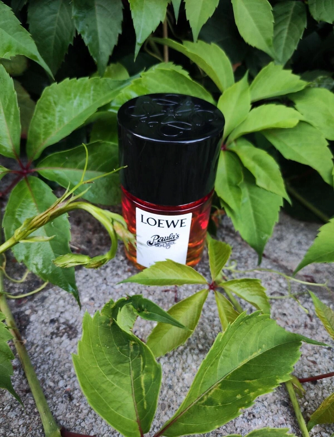 Loewe Paula's Ibiza Cosmic Loewe Paula's Ibiza Cosmic