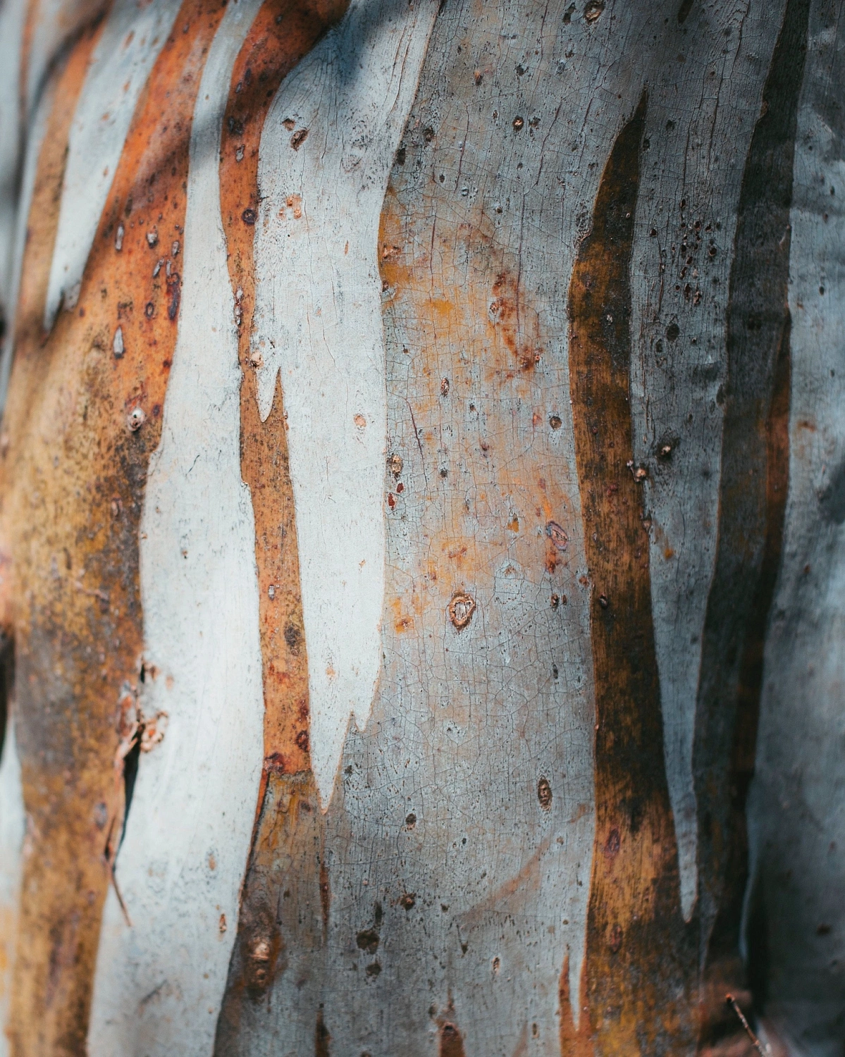 Maison de L'Asie Bois D'Indonesie