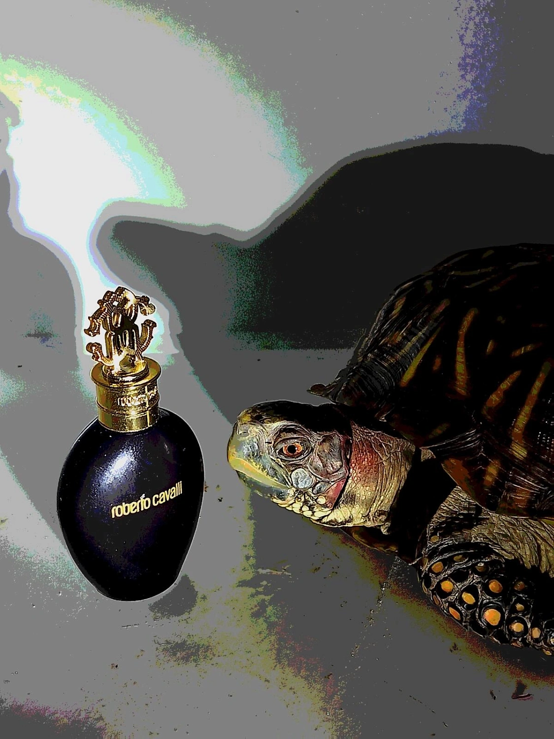 Roberto Cavalli Nero Assoluto