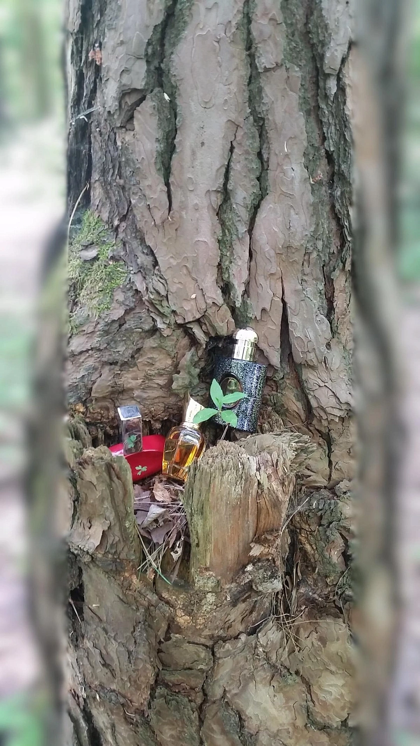 CALVIN KLEIN My Euphoria