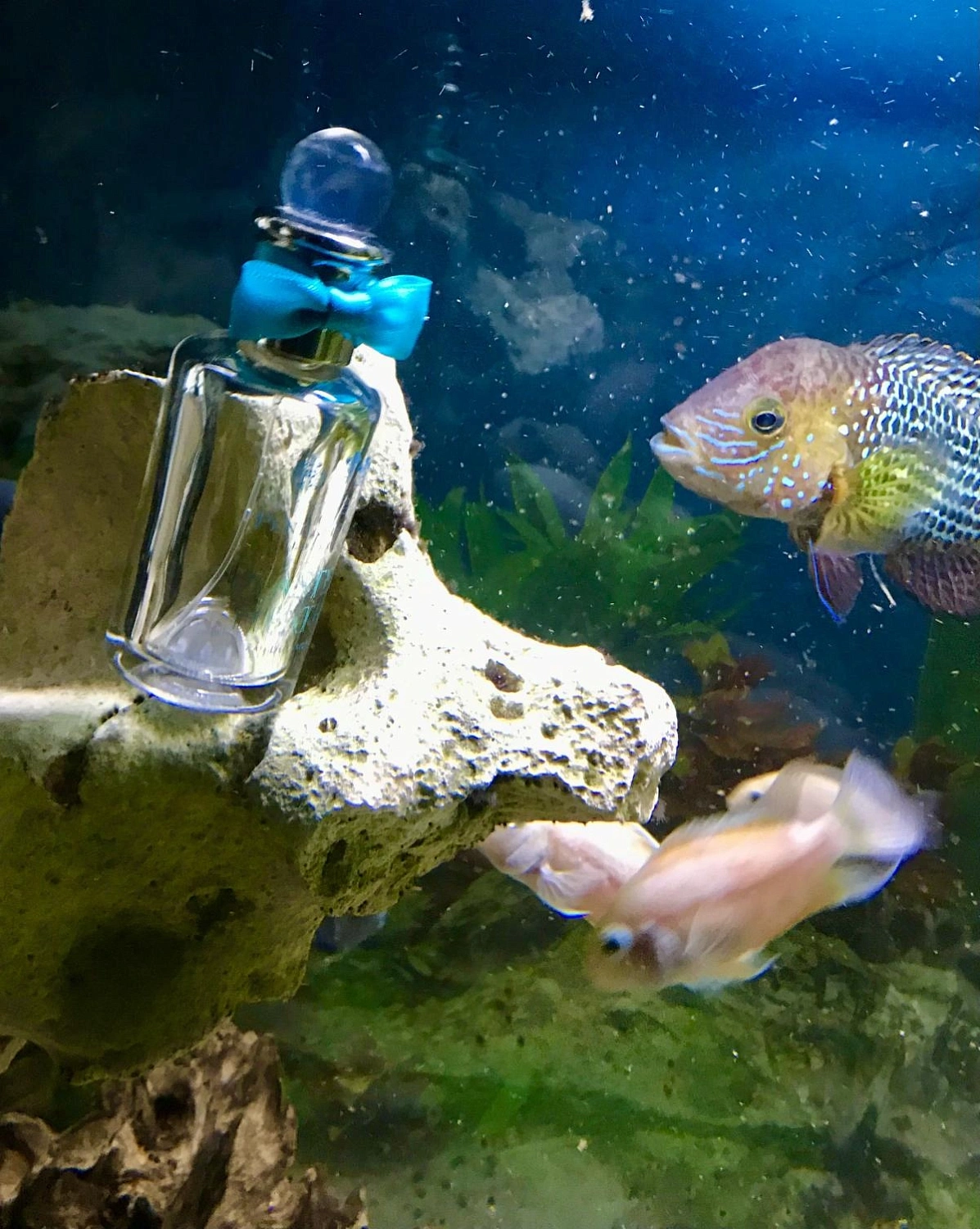 Penhaligon`s Blasted Heath