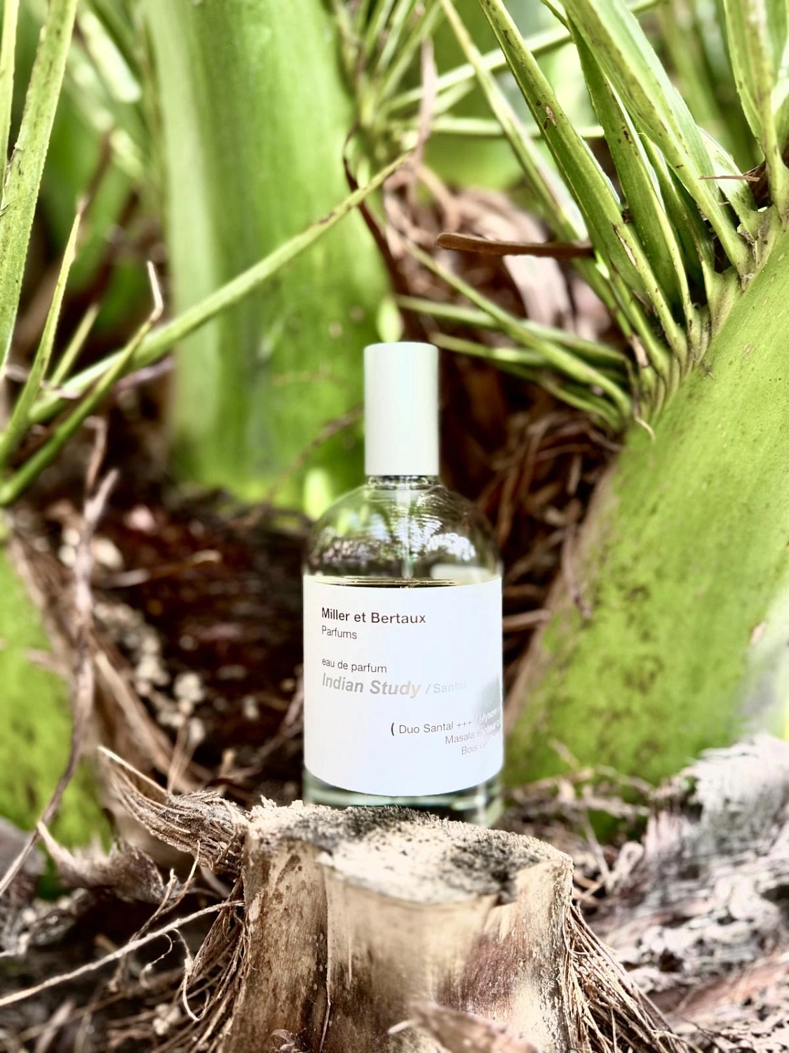 Miller et Bertaux Indian Study / Santal +++