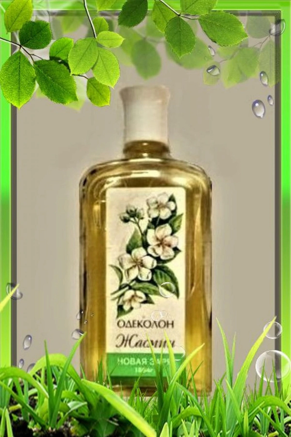 Novaya Zarya (Новая Заря) Жасмин (Jasmine)