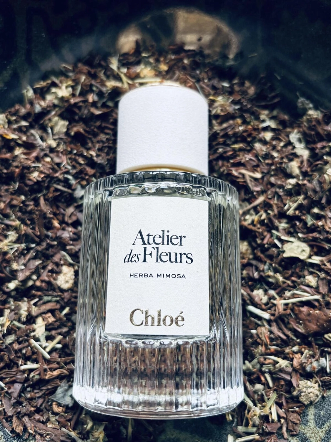 Chloe Atelier Des Fleurs Herba Mimosa