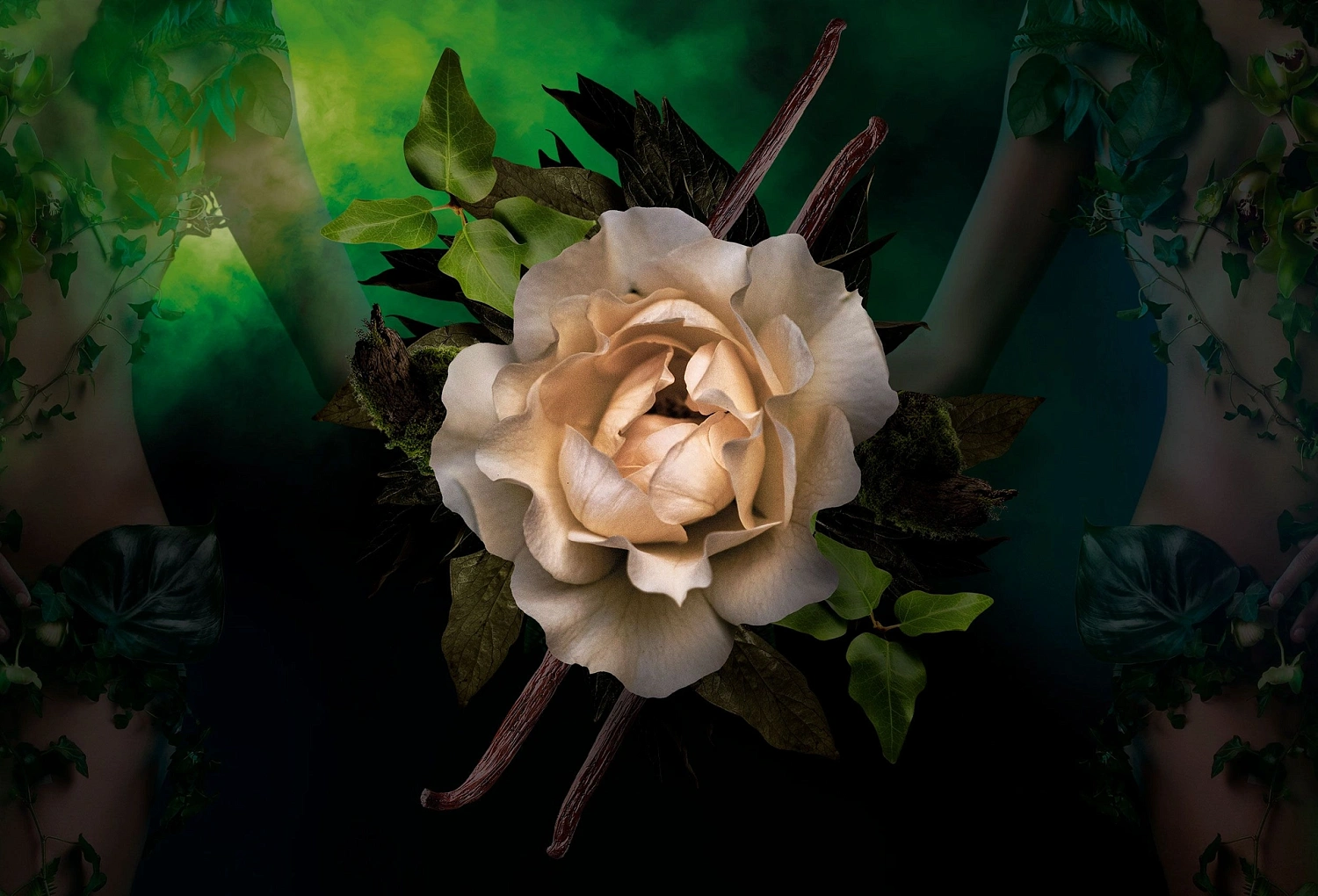 Pierre Guillaume Orchidivy 21.1