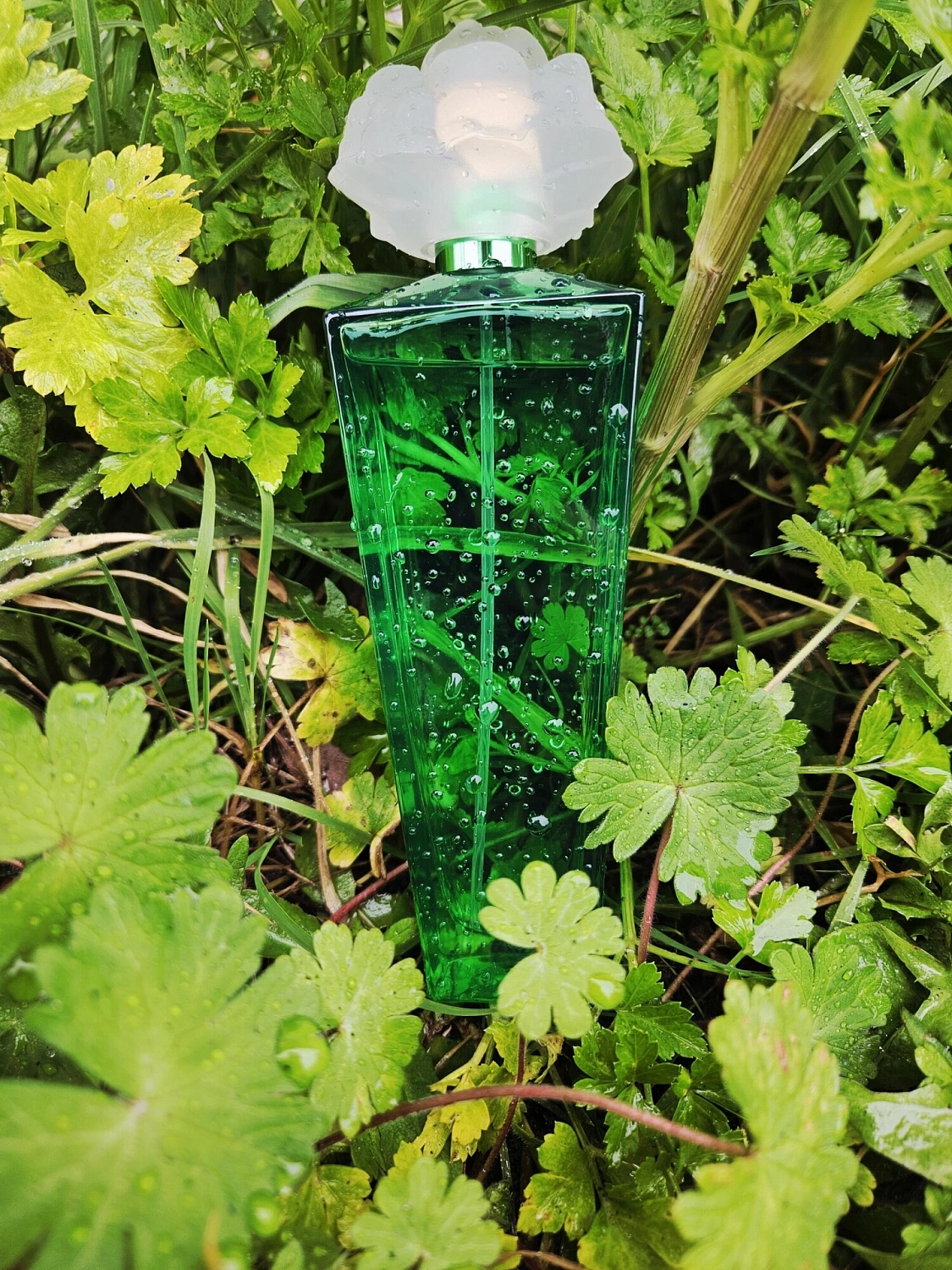 Elizabeth Taylor Gardenia