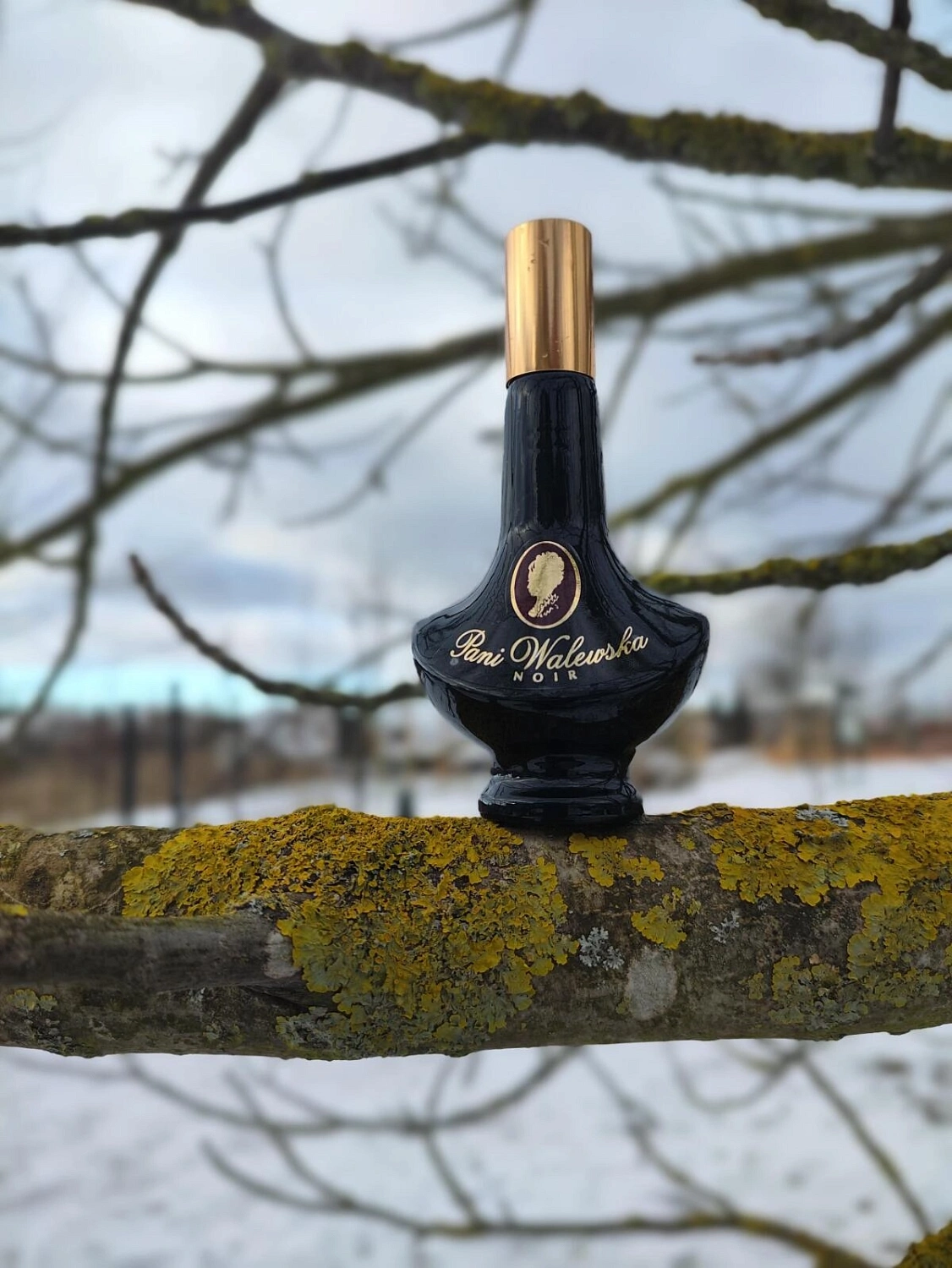 Pani Walewska Noir
