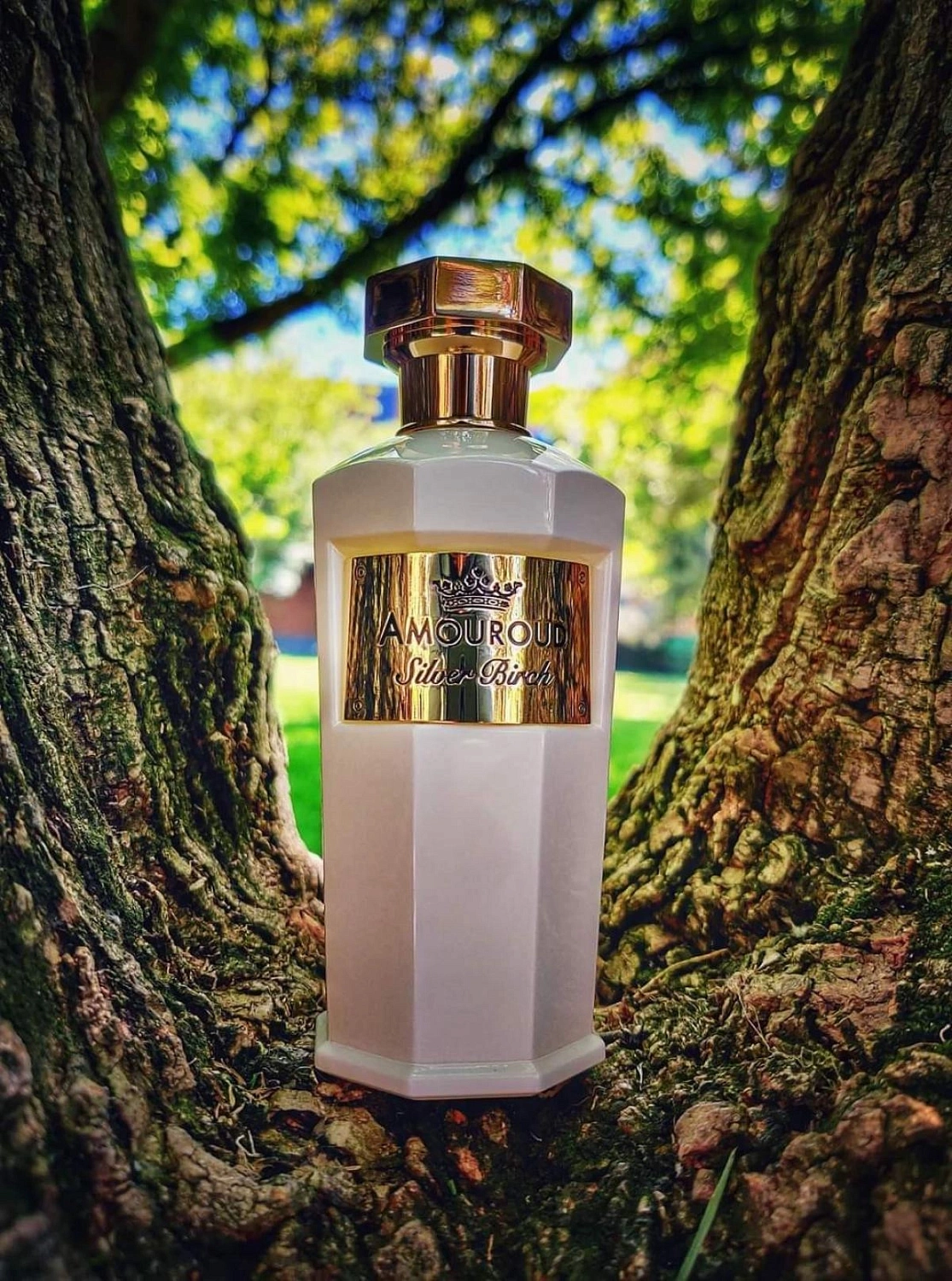 Amouroud Silver Birch Amouroud Silver Birch