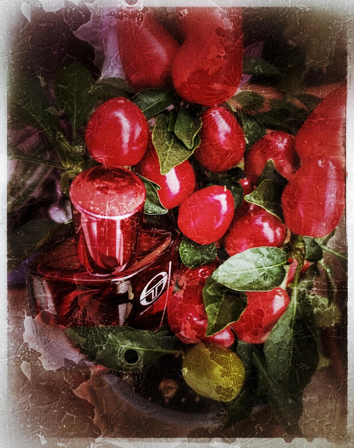 SERGIO TACCHINI Club For Her