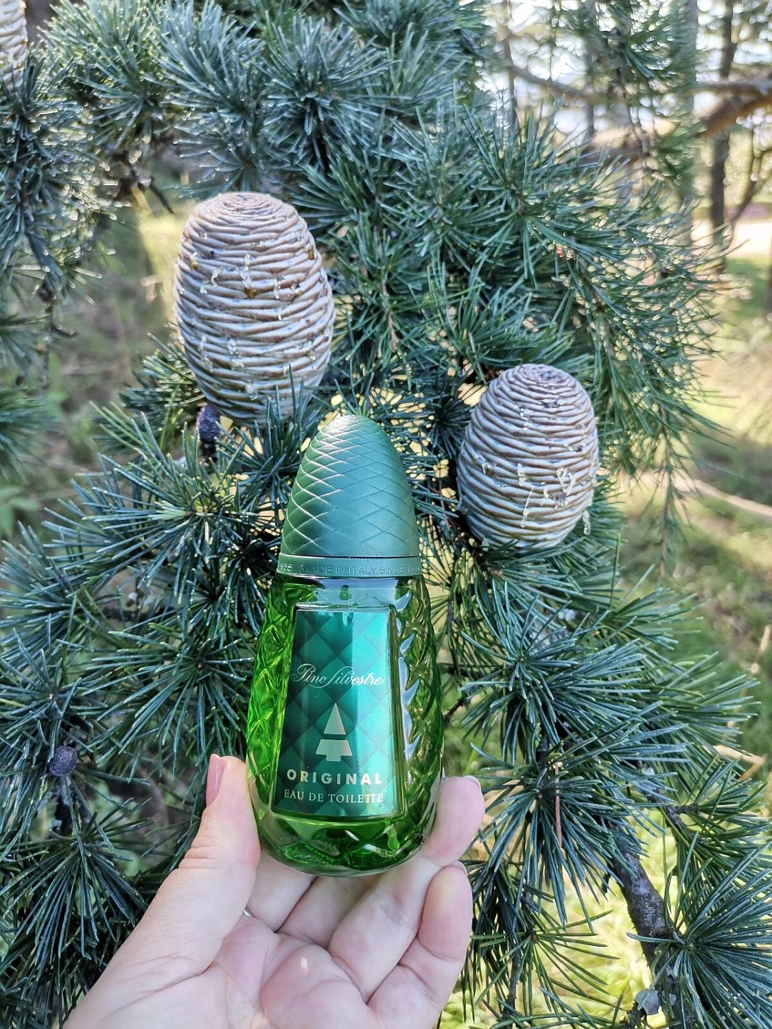 Pino Silvestre Original