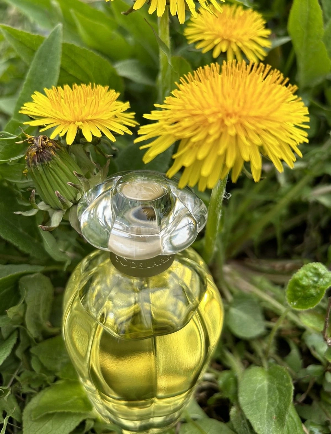 Oscar de la Renta So de la Renta