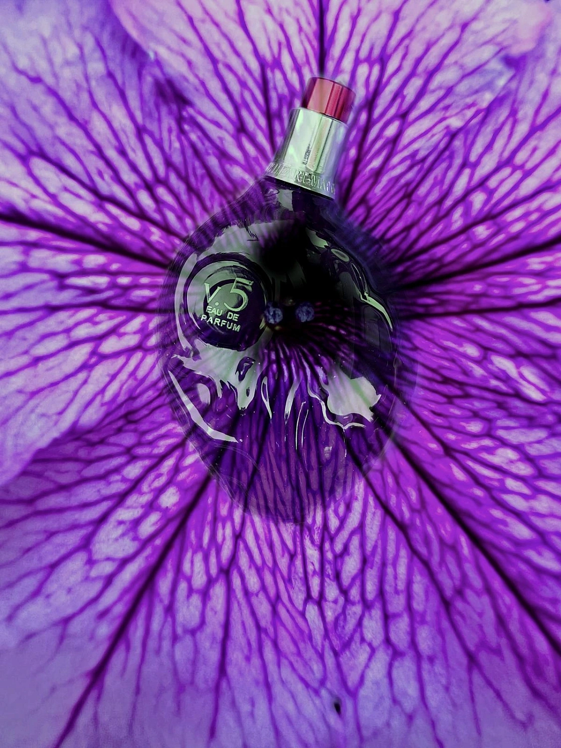 Map Of The Heart Purple Heart V 5