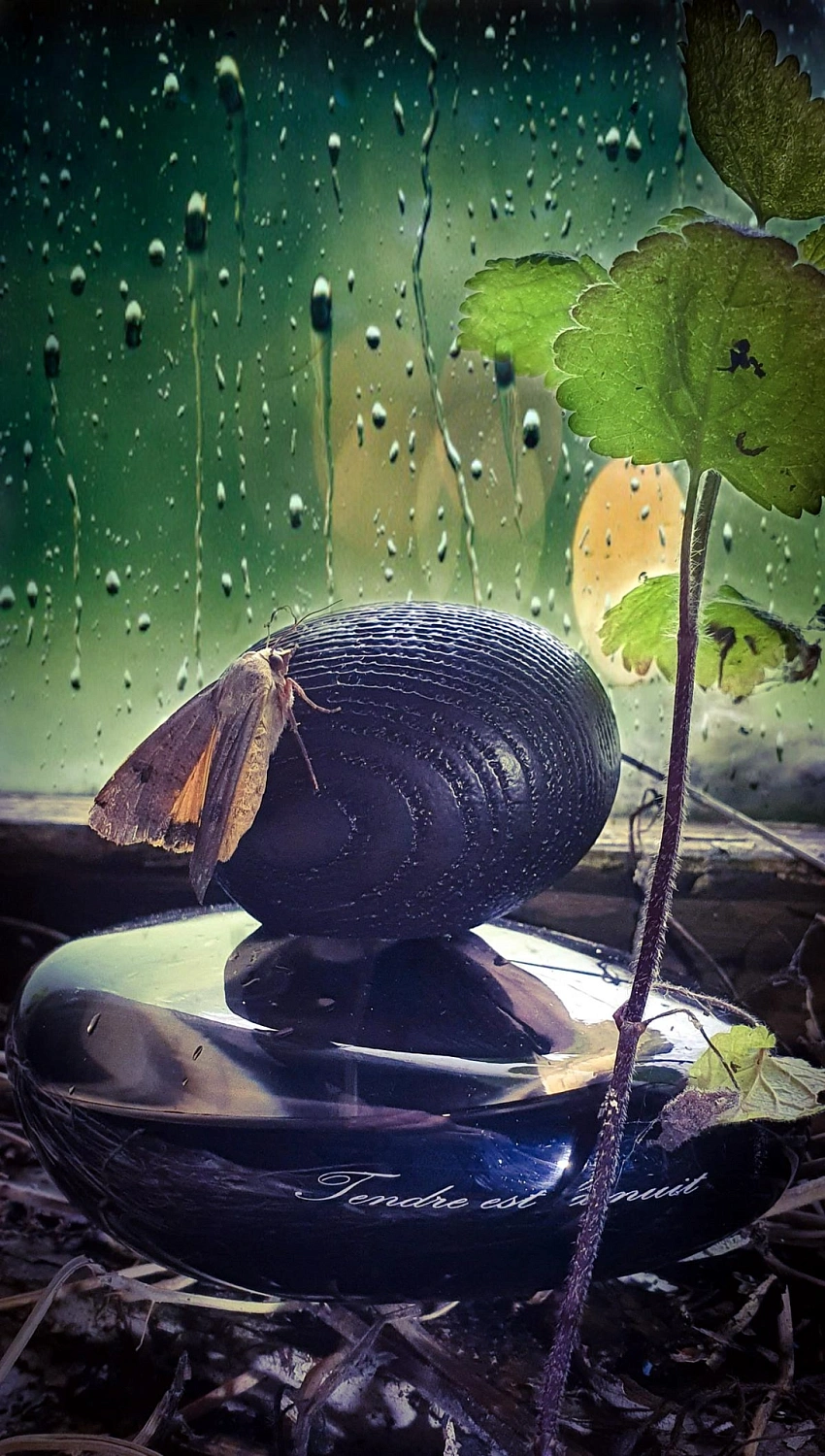 Majda Bekkali Tendre Est La Nuit