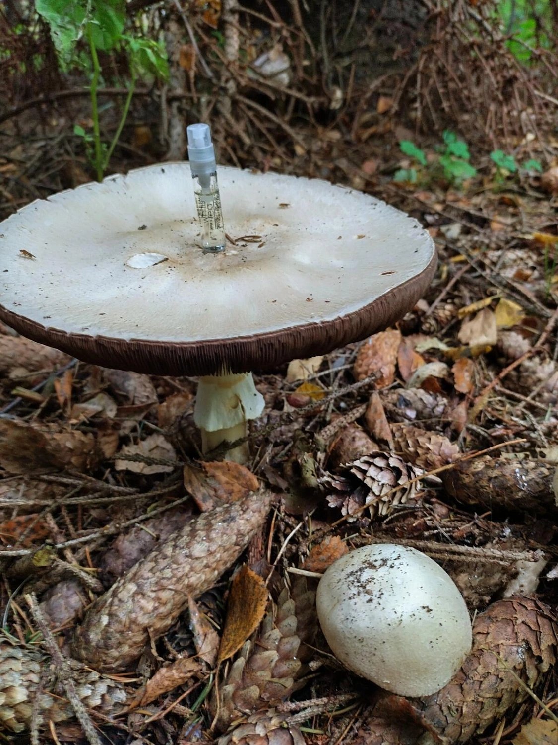 Elizabeth Arden White Tea Eau de Parfum