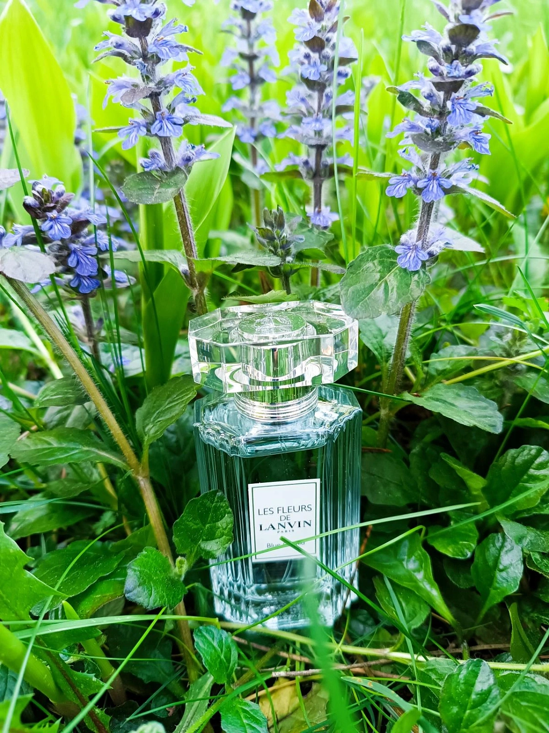 Lanvin Blue Orchid Lanvin Blue Orchid