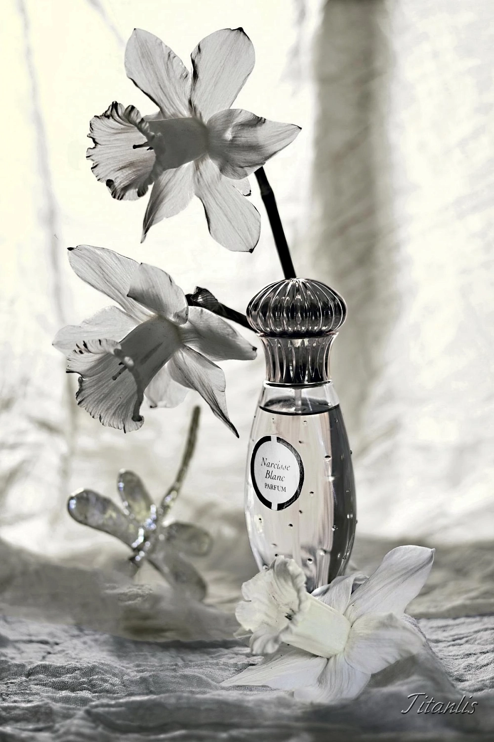 Caron Narcisse Blanc