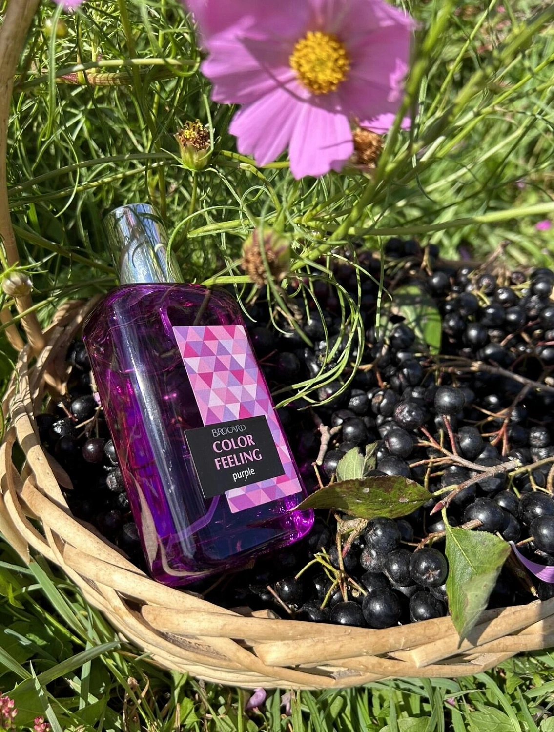 Brocard Color Feeling Purple