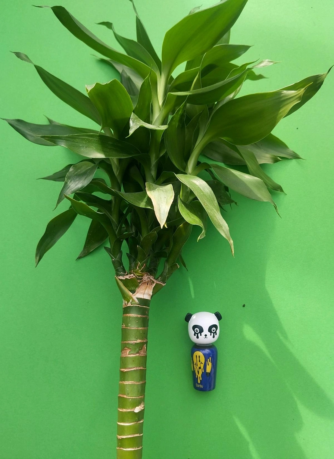 Kokeshi Bambu by Jeremy Scott