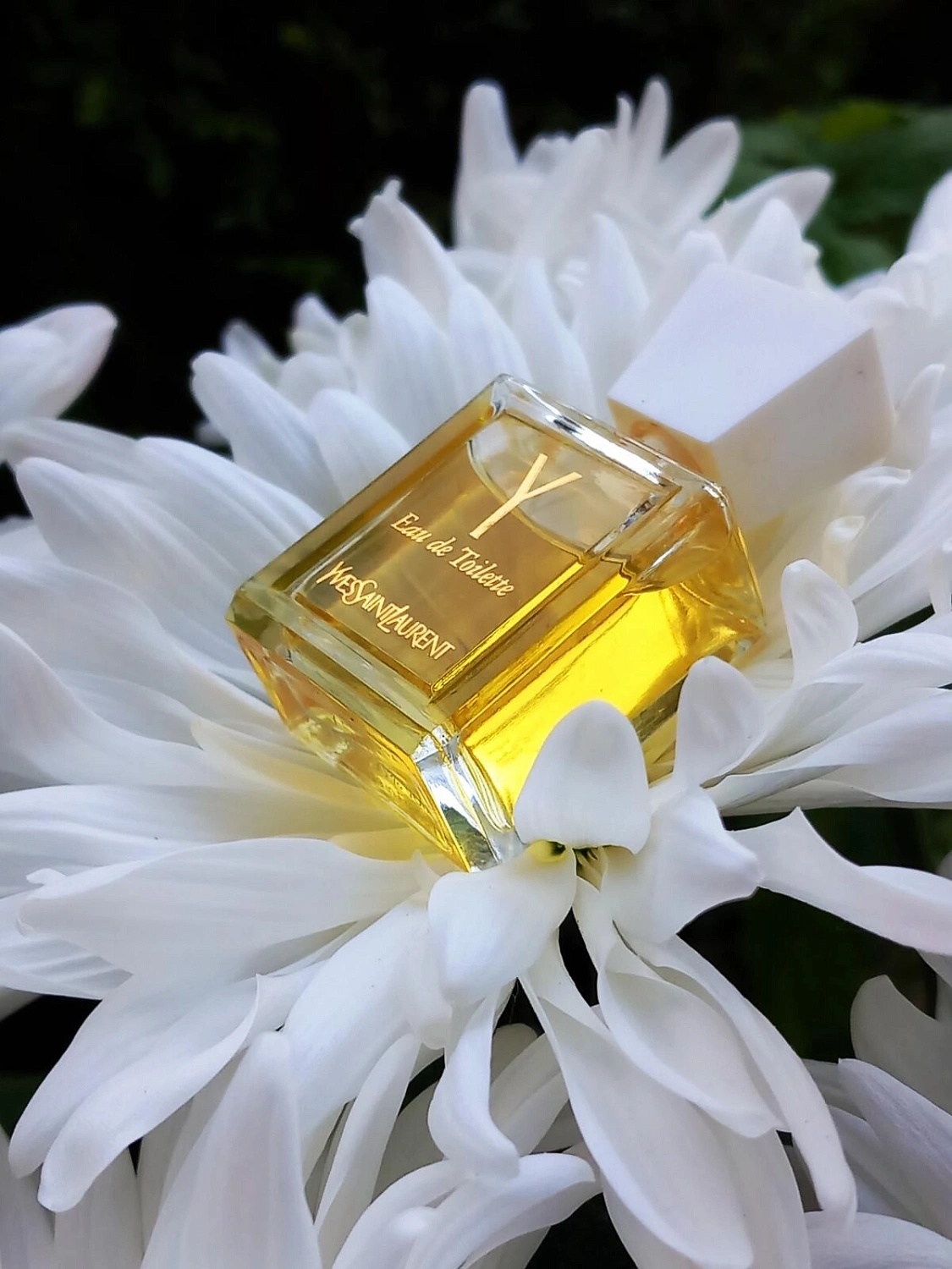 Yves Saint Laurent Y Yves Saint Laurent Y