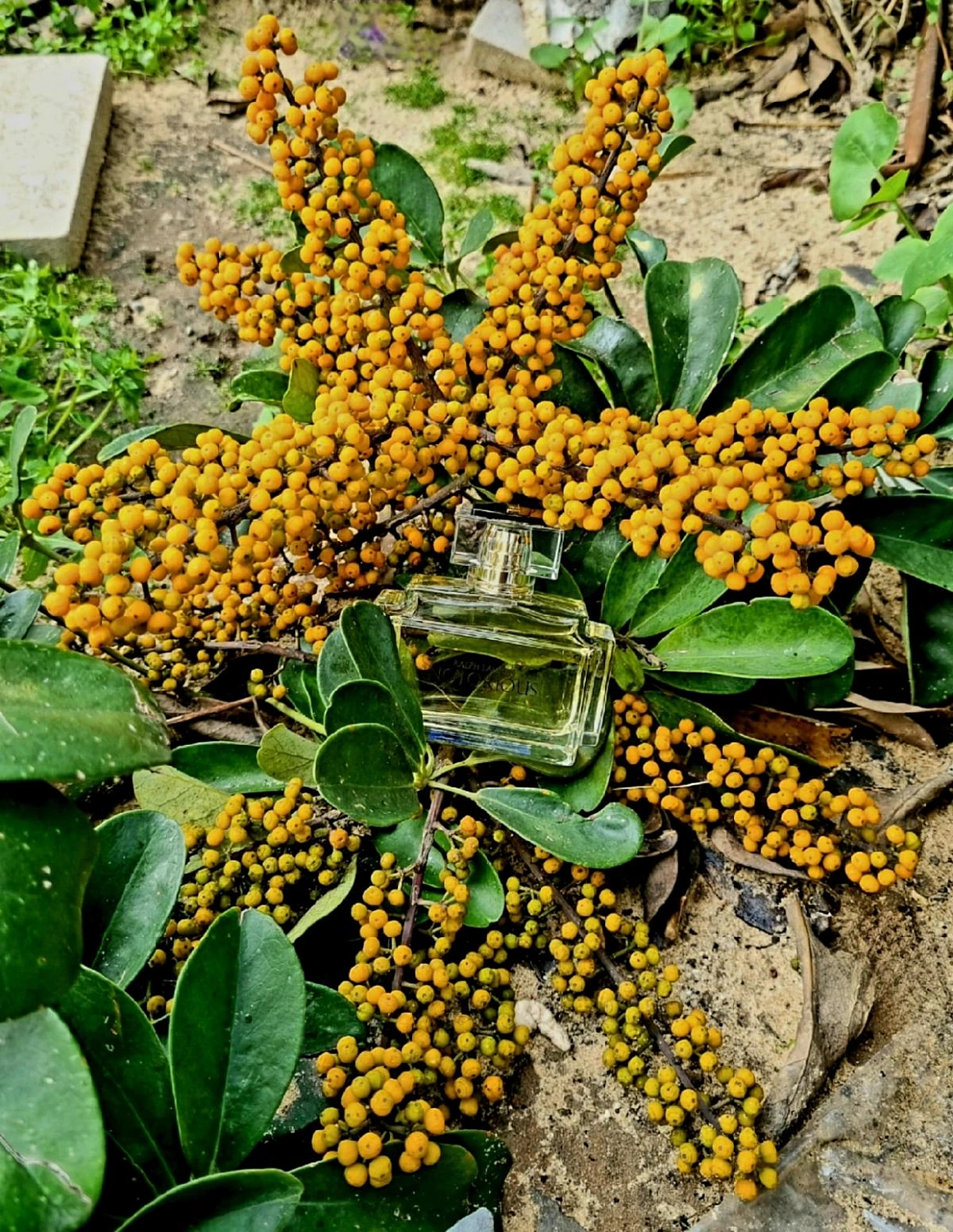 Ralph Lauren Notorious