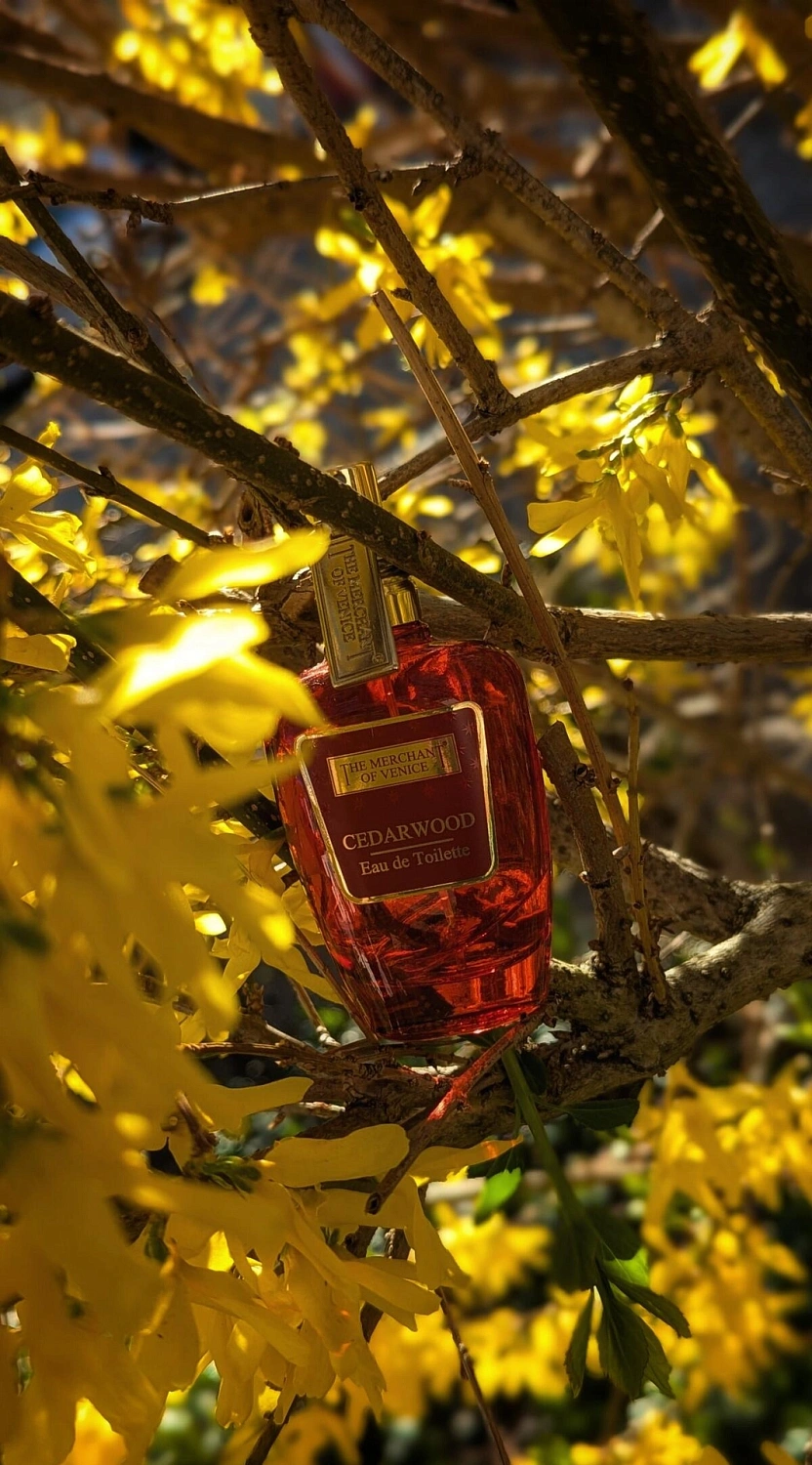 The Merchant of Venice Cedarwood