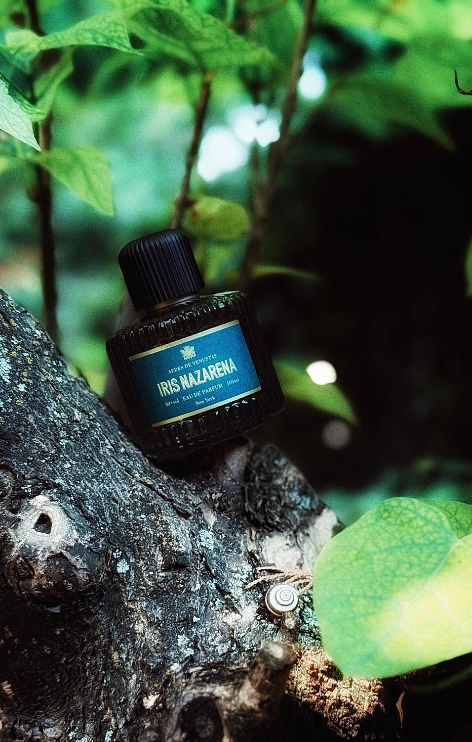 Aedes de Venustas Iris Nazarena