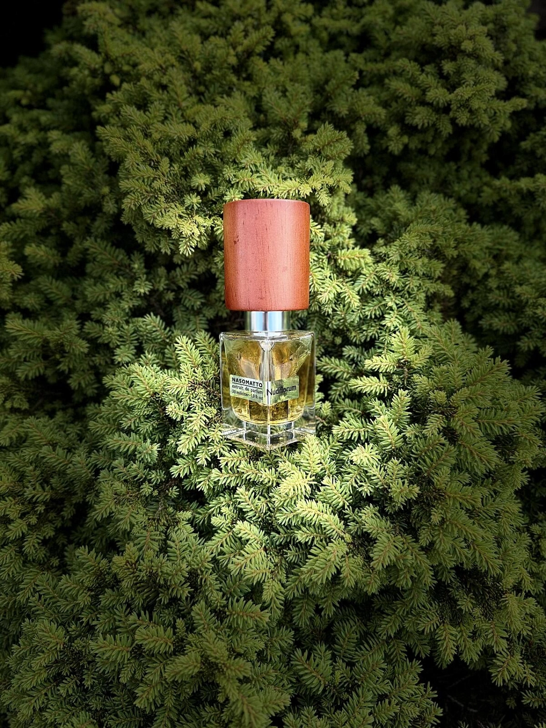 Nasomatto Nudiflorum