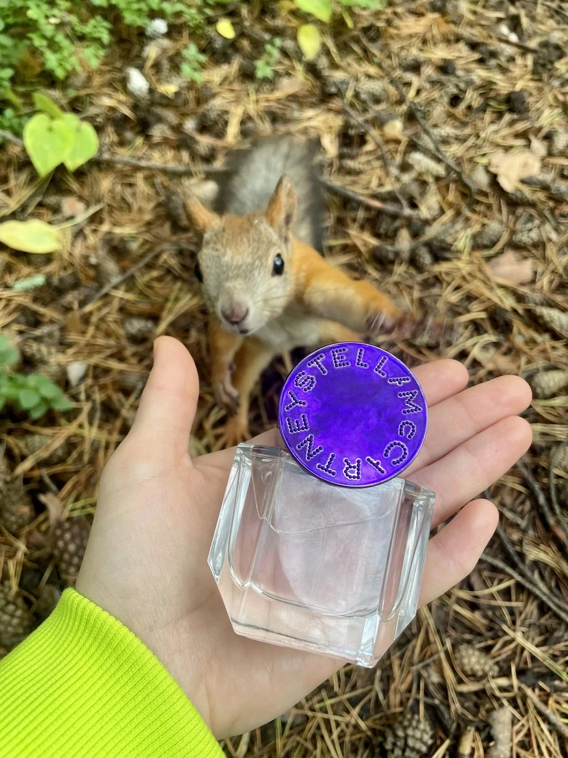 Stella McCartney Pop Bluebell